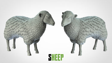 Sheep